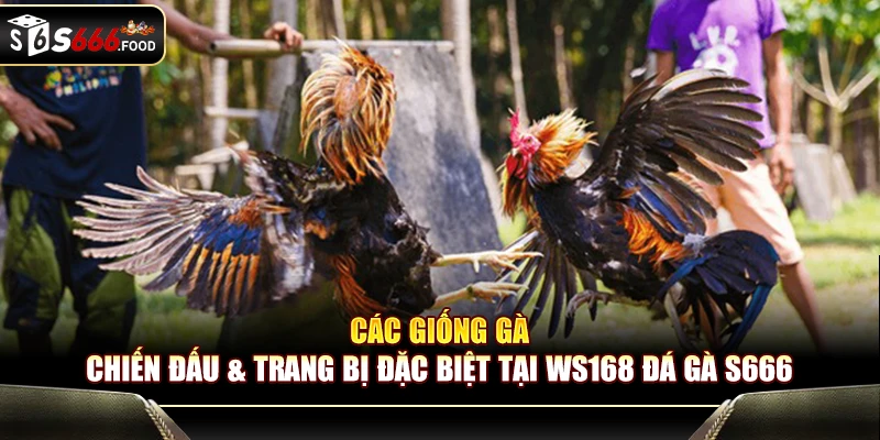 Hệ thống gà chiến đấu và trang bị đặc sắc tại WS168 đá gà S666