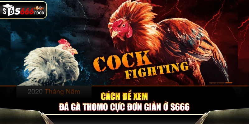 Cách để xem đá gà Thomo cực đơn giản ở S666