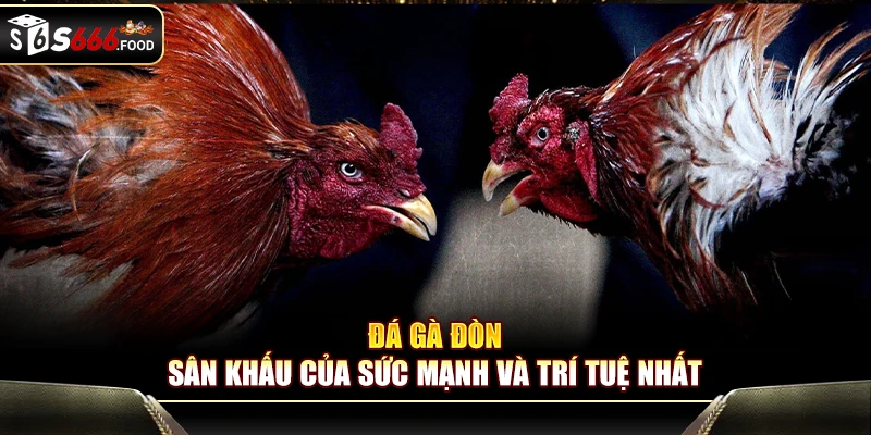 Đá Gà Đòn – Sân Khấu Của Sức Mạnh Và Trí Tuệ Nhất