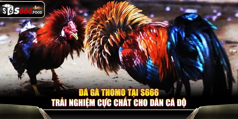 Đá Gà Thomo Tại S666 – Trải Nghiệm Cực Chất Cho Dân Cá Độ