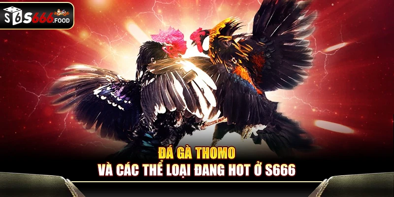 Đá gà Thomo và các thể loại đang hot ở S666