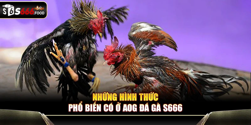 Cựa sắt là một vũ khí nhỏ nhưng sát thương rất bén