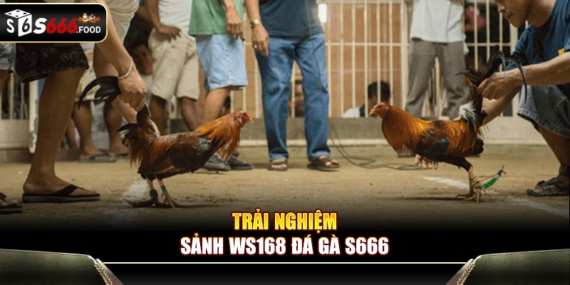 Trải nghiệm sảnh WS168 đá gà S666