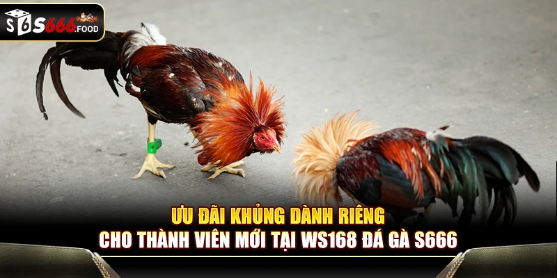 Chương trình ưu đãi hấp dẫn dành cho tân thủ tại WS168 đá gà S666